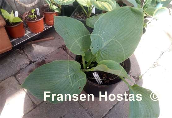 Hosta Friesland